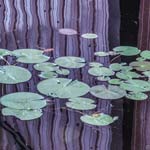 Lily Pads