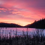 Cattails At Dawn