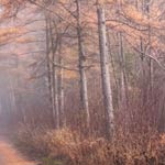 Tamaracks Morning Light